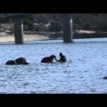 Abandonan a su perro tirándolo al embalse de Valmayor