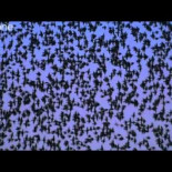 Miles de estorninos se defienden en masa del ataque de un halcón