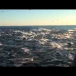 Estampida de 2.000 delfines en mar abierto