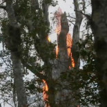 Quema un árbol de 3500 años para ver qué drogas tomaba