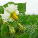 Cazando Mitos Nutricionales: Las patatas engordan