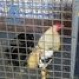 Gallos 'chutados' con anfetaminas son obligados a combatir en peleas ilegales con apuestas en Alicante