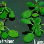 Botánicos descubren que las plantas tienen memoria