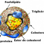 La Coca-Cola, el colesterol y las bayas de Goji unidas por un surrealista principio de precaución