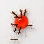 ¿Cómo se comen las hormigas una gota de jarabe?