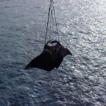 Manta gigante muerta al engancharse a la cadena del ancla de un barco