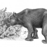 La fauna gigante de Australia desapareció por los humanos, no por los cambios en el clima