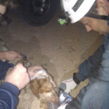 Un juez no ve maltrato animal tirar a un perro a un pozo de 30 metros