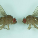 Moscas en la oscuridad: así cambia el genoma tras 57 años y 1.400 generaciones viviendo sin luz