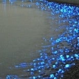 La playa de los calamares luciérnaga