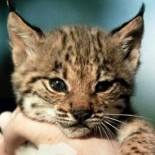 Nacen 17 linces ibéricos en Portugal