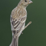 Una bacteria está evolucionando hasta cien veces más rápido que lo detectado en cualquier otra