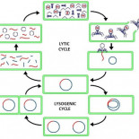 Un as en la manga: Los fagos (virus) de Tiflis