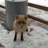 Un gato, un zorro y un águila, juntos en el porche de una casa de Unalaska, Alaska