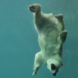 ¡Menudo animal estás hecho!