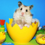 Cosas que puedes hacer con un hamster cuando estés aburrido. (eng)