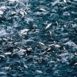 De cómo los suecos confundieron pedos de arenques con submarinos rusos