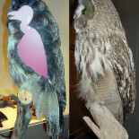 Tamaño real de un búho sin plumas