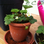 Cómo cultivar fresas en una bolsa de Ikea