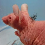 Un experimento contra la calvicie logra regenerar el pelo en ratones