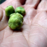 Apenas hay restaurantes japoneses con wasabi de verdad