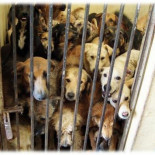 Un Jefe de Policía califica de "enfermedad" la sensibilidad hacia los animales