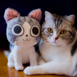 Animales con peluches de si mismos