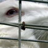 Investigación: realidad de la cría intensiva de conejos expuesta