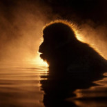 Animales iluminados por el sol