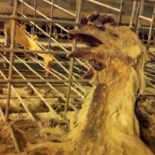 Nueva investigación revela una vez más las horribles condiciones en las granjas intensivas de huevos