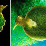 El híbrido  imposible de animal y planta  (eng)