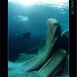 El río suizo transparente como el cristal (ru)