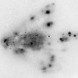 Exposición en una película de rayos X muestra la radiactividad acumulada en el cuerpo de un pájaro de Fukushima