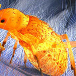 Las pulgas gigantes que atacaron a los dinosaurios