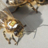 Demuestran los efectos de los pesticidas en la desaparición de las abejas