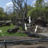 Santino, un chimpancé que prepara sus ataques a los visitantes del zoo