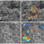 Cómo se camuflan los pulpos