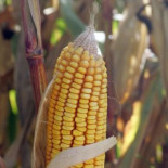 Los cultivos genéticamente modificados pierden la guerra con las malas hierbas [FR]