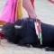 Colegios de Plasencia regalarán 2.000 entradas para que los menores asistan a las corridas de toros
