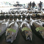 Detectan radiactividad de Fukushima en atunes ante la costa de EEUU