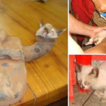 Conductor preocupado porque su coche pierde potencia... ¡levanta el capó y se encuentra un gatito! [ENG]