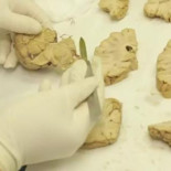 ¿Cuál es la neurona más larga del cuerpo?