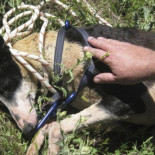 Galga tirada a un pozo