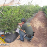 Imputado un agricultor por cultivar sin autorización una variedad de arándanos protegida con licencia