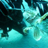 Buzo rescata un cabracho del sedal en el que estaba enredado