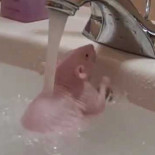 Ratoncito dándose un buen baño en el lavamanos