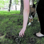 Un padre y su hijo, condenados por recoger piñas en el León Felipe