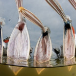 Increíbles fotografías de la fotógrafa invisible de la fauna salvaje