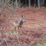 Aparece muerto de un tiro el lobo en cautividad cuya madre sufrió igual destino