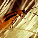 Monsanto: la naturaleza se le rebela